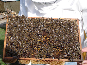 Bienenwabe